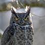 @greathornedowl1783