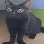 @Dabloon_cat_agent
