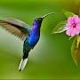 @Birdie-q6d