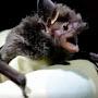 The Bat Ratte