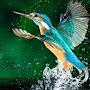 @FreeBirb19