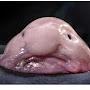 the really blobfish