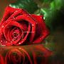 @ابومحمد-ث8ف2س