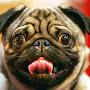 Pug Drugs