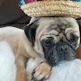 @Oscarthepug-h9p