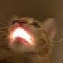 cat with light coming from its mouth