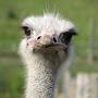 JustSomeRandom Ostrich