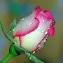 @neligaliza1699