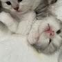 @theplanetofthecats3365