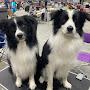 Chaos_Collies