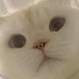 @카랑코에-q2v