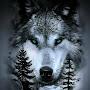 @wolf-pc7kk