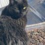 @meetmyanimalfriends9363