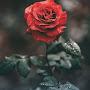 @زهرةالخليج-د1ذ