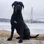 Cane Corso