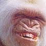 @Monkey-Hairman