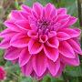 @shyamalirajapaksha2905