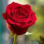 @عمادشریفی-ض7ش