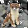 @Ermine_adoptrbxx02