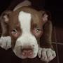@AmericanBULLY1504