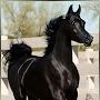 @omfares121