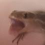 @Lizardkit...