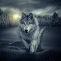 одиноки волк