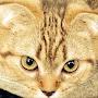 @ultraloyalservant2felineov41