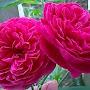 @quangtranhong1845