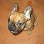@bulldog.marseille