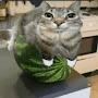 @Watermelon_cat_007