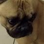 @skarthesimpledog7542