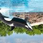 @killerwhaleminecraft7686