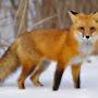 @foxmc8357