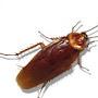 @LeInternetcockroach