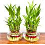 @Luckybamboowholesale