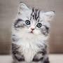 @ilovecats3015
