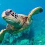 A Honu Life