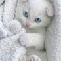 @amminakhalid6578