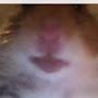 @hamsterhelpandotherfunnyvi7043