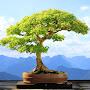 Blue Sky Bonsai