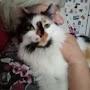 @CATLIVE440