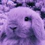 @Lilac_Bunny_