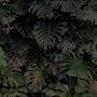 @monstar-ww2ce9wk6h