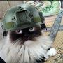 TAC-CAT