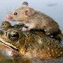 @mousetoad7040