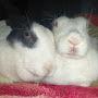 @Happy_rabbit_world