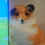@Loaffox-1