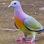 @k_hato