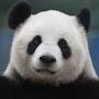 @collectpanda3350